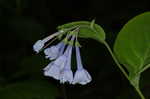 Virginia bluebells